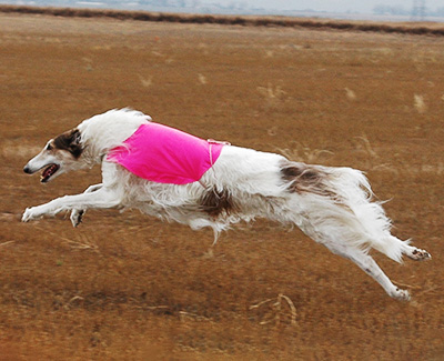 2004 ASFA Lure Coursing Open 2nd