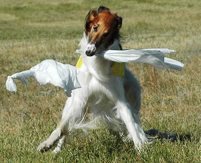 2004 ASFA Lure Coursing Open 3rd