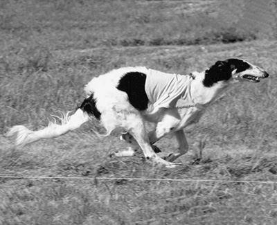 2004 ASFA Lure Coursing Open 2nd
