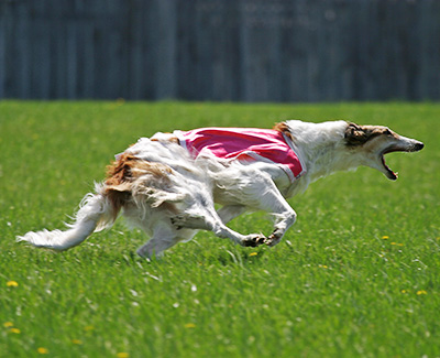 2004 ASFA Lure Coursing Open 3rd