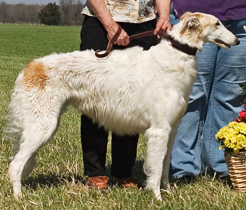 2004 ASFA Lure Coursing Special 1st