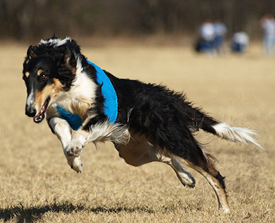 2004 ASFA Lure Coursing Field Champion 4th