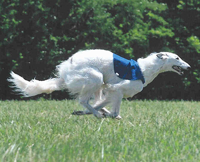 2004 ASFA Lure Coursing Field Champion 2nd