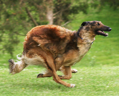 2004 ASFA Lure Coursing Field Champion 4th