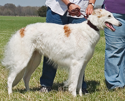 2004 ASFA Lure Coursing Veteran 1st