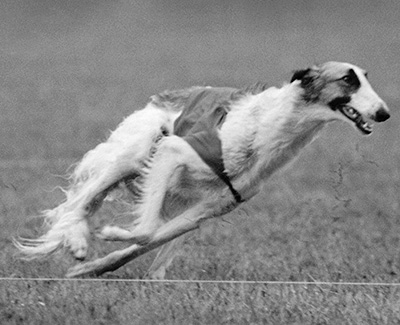 2004 ASFA Lure Coursing Veteran 2nd