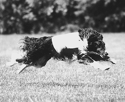 2004 ASFA Lure Coursing Veteran 3rd