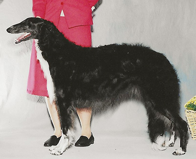 2004 Bitch, Bred by Exhibitor - 4th