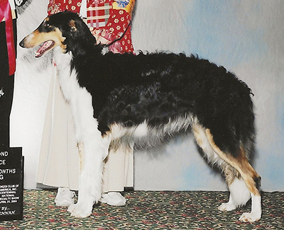 2004 Dog, 12 months and under 18 - 2nd