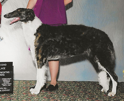2004 Puppy Sweepstakes Dog, 9 months and under 12 - 1st