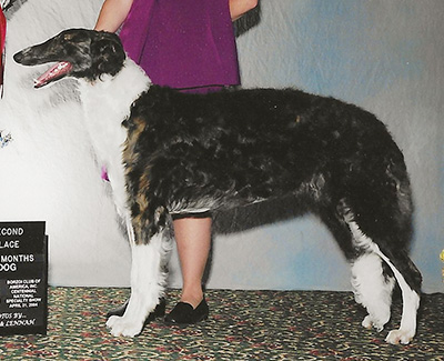 2004 Dog, 9 months and under 12 - 2nd