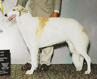 2004 Futurity Dog, 9 months and under 12 - 4th
