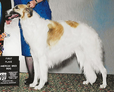 2004 Dog, Amerian Bred - 1st