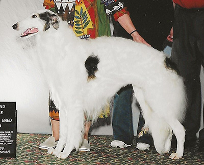 2004 Dog, Amerian Bred - 2nd