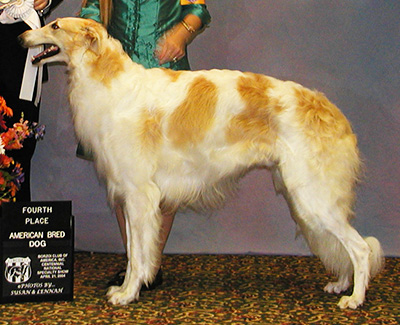 2004 Dog, Amerian Bred - 4th
