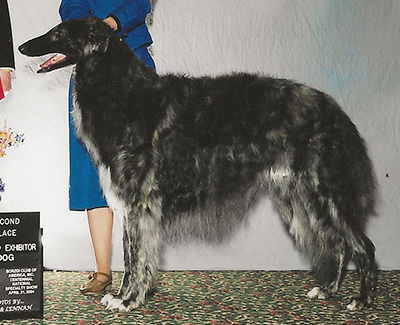 2004 Dog, Bred by Exhibitor - 2nd