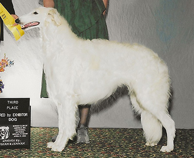2004 Dog, Bred by Exhibitor - 3rd
