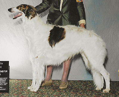 2004 Dog, Bred by Exhibitor - 4th