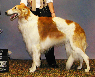 2004 Dog, Open - 4th