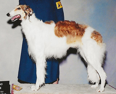 2004 Futurity Bitch, 12 months and under 15 - 2nd