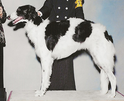 2004 Futurity Bitch, 18 months and under 21 - 3rd