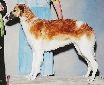 2004 Futurity Bitch, 6 months and under 9 - 3rd