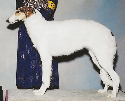 2004 Futurity Bitch, 6 months and under 9 - 4th