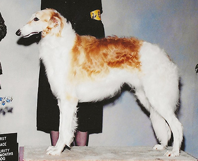 2004 Futurity Dog, 12 months and under 15 - 1st