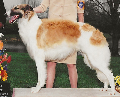 2004 Futurity Dog, 12 months and under 15 - 2nd