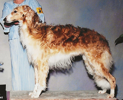 2004 Futurity Dog, 15 months and under 18 - 1st