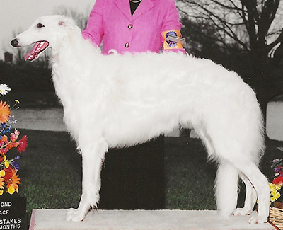 2004 Futurity Dog, 15 months and under 18 - 3rd