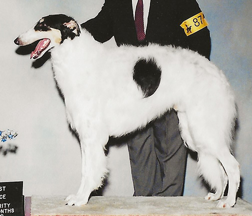 2004 Futurity Dog, 18 months and under 21 - 1st