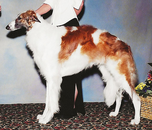 2004 Futurity Dog, 18 months and under 21 - 2nd