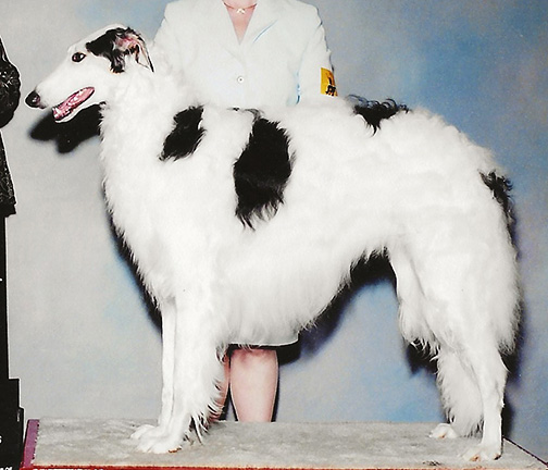 2004 Futurity Dog, 18 months and under 21 - 4th