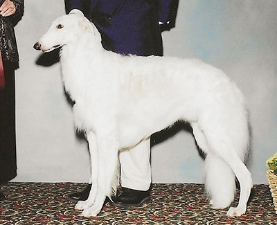 2004 Futurity Dog, 21 months and under 24 - 2nd