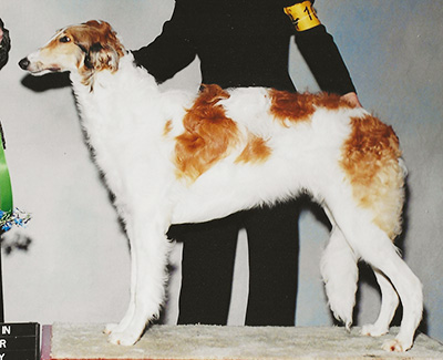 2004 Futurity Dog, 6 months and under 9 - 1st