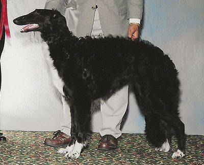 2004 Futurity Dog, 6 months and under 9 - 3rd