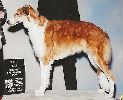 2004 Futurity Dog, 6 months and under 9 - 4th