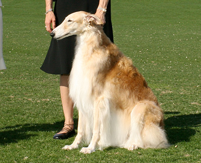 2004 Obedience Open Class 'B' - 2nd