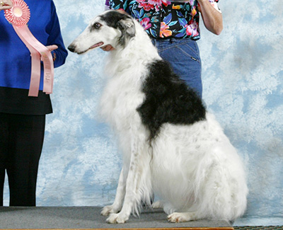 2004 Obedience Veteran Class - 3rd