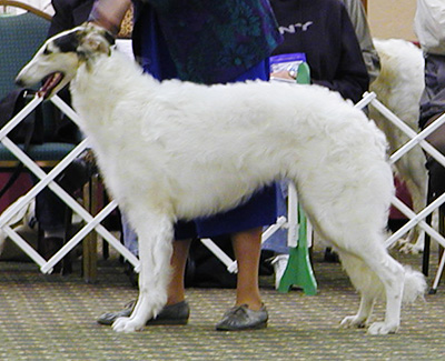 2004 Puppy Sweepstakes Bitch, 6 months and under 9 - 3rd