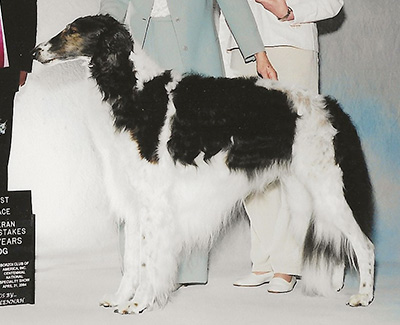 2004 Veteran Sweepstakes Dog, 7 years and under 8 - 1st
