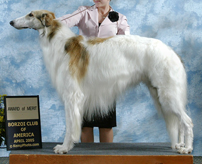 2005 Dog, Bred by Exhibitor - 1st