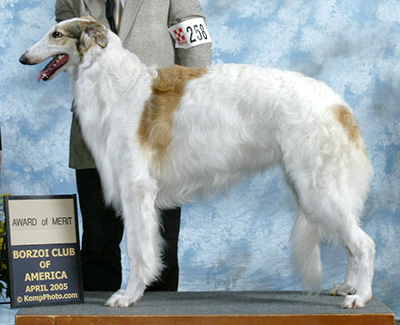 2005 Futurity Dog, 21 months and under 24 - 2nd