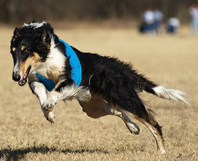 2005 ASFA Lure Coursing Field Champion 4th