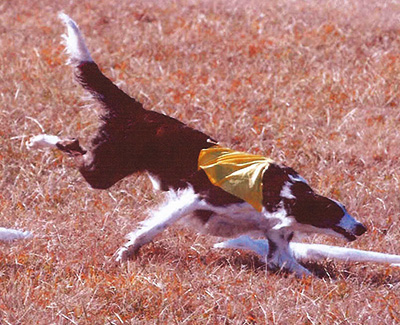 2005 ASFA Lure Coursing Field Champion Stake 'B' 1st