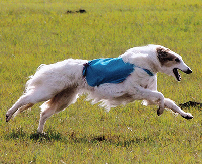 2005 ASFA Lure Coursing Field Champion NBQ