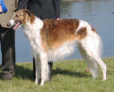 2005 ASFA Lure Coursing Open NBQ