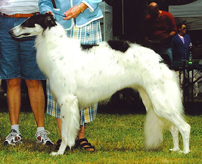 2005 ASFA Lure Coursing Open 3rd