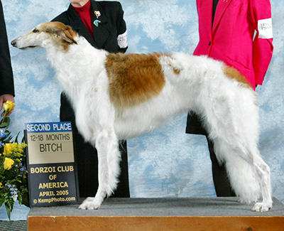 2005 Bitch, 12 months and under 18 - 2nd